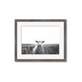 Picture of Field Sheep  _GroupedProduct_Rectangle_Landscape_Photography _GroupedProduct_Rectangle_Landscape_Framed_Matted_