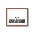 Picture of Field Sheep  _GroupedProduct_Rectangle_Landscape_Photography _GroupedProduct_Rectangle_Landscape_Framed_Matted_