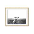 Picture of Field Sheep  _GroupedProduct_Rectangle_Landscape_Photography _GroupedProduct_Rectangle_Landscape_Framed_Matted_
