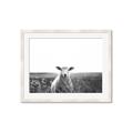 Picture of Field Sheep  _GroupedProduct_Rectangle_Landscape_Photography _GroupedProduct_Rectangle_Landscape_Framed_Matted_