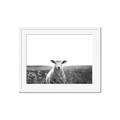 Picture of Field Sheep  _GroupedProduct_Rectangle_Landscape_Photography _GroupedProduct_Rectangle_Landscape_Framed_Matted_