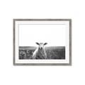 Picture of Field Sheep  _GroupedProduct_Rectangle_Landscape_Photography _GroupedProduct_Rectangle_Landscape_Framed_Matted_
