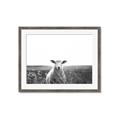 Picture of Field Sheep  _GroupedProduct_Rectangle_Landscape_Photography _GroupedProduct_Rectangle_Landscape_Framed_Matted_