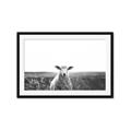 Picture of Field Sheep  _GroupedProduct_Rectangle_Landscape_Photography _GroupedProduct_Rectangle_Landscape_Framed_Matted_