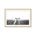 Picture of Field Sheep  _GroupedProduct_Rectangle_Landscape_Photography _GroupedProduct_Rectangle_Landscape_Framed_Matted_