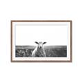 Picture of Field Sheep  _GroupedProduct_Rectangle_Landscape_Photography _GroupedProduct_Rectangle_Landscape_Framed_Matted_