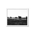 Picture of Cow Field  _GroupedProduct_Rectangle_Landscape_Photography _GroupedProduct_Rectangle_Landscape_Framed_Matted_