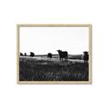 Picture of Cow Field  _GroupedProduct_Rectangle_Landscape_Photography _GroupedProduct_Rectangle_Landscape_Framed_Matted_