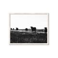 Picture of Cow Field  _GroupedProduct_Rectangle_Landscape_Photography _GroupedProduct_Rectangle_Landscape_Framed_Matted_