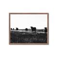 Picture of Cow Field  _GroupedProduct_Rectangle_Landscape_Photography _GroupedProduct_Rectangle_Landscape_Framed_Matted_