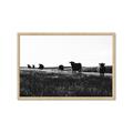 Picture of Cow Field  _GroupedProduct_Rectangle_Landscape_Photography _GroupedProduct_Rectangle_Landscape_Framed_Matted_