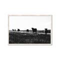 Picture of Cow Field  _GroupedProduct_Rectangle_Landscape_Photography _GroupedProduct_Rectangle_Landscape_Framed_Matted_