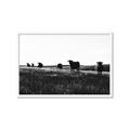 Picture of Cow Field  _GroupedProduct_Rectangle_Landscape_Photography _GroupedProduct_Rectangle_Landscape_Framed_Matted_
