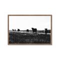 Picture of Cow Field  _GroupedProduct_Rectangle_Landscape_Photography _GroupedProduct_Rectangle_Landscape_Framed_Matted_