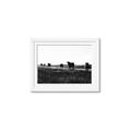 Picture of Cow Field  _GroupedProduct_Rectangle_Landscape_Photography _GroupedProduct_Rectangle_Landscape_Framed_Matted_