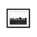 Picture of Cow Field  _GroupedProduct_Rectangle_Landscape_Photography _GroupedProduct_Rectangle_Landscape_Framed_Matted_