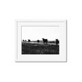 Picture of Cow Field  _GroupedProduct_Rectangle_Landscape_Photography _GroupedProduct_Rectangle_Landscape_Framed_Matted_
