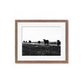 Picture of Cow Field  _GroupedProduct_Rectangle_Landscape_Photography _GroupedProduct_Rectangle_Landscape_Framed_Matted_
