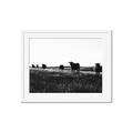 Picture of Cow Field  _GroupedProduct_Rectangle_Landscape_Photography _GroupedProduct_Rectangle_Landscape_Framed_Matted_