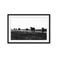 Picture of Cow Field  _GroupedProduct_Rectangle_Landscape_Photography _GroupedProduct_Rectangle_Landscape_Framed_Matted_