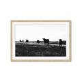 Picture of Cow Field  _GroupedProduct_Rectangle_Landscape_Photography _GroupedProduct_Rectangle_Landscape_Framed_Matted_