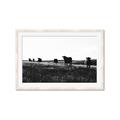 Picture of Cow Field  _GroupedProduct_Rectangle_Landscape_Photography _GroupedProduct_Rectangle_Landscape_Framed_Matted_