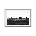 Picture of Cow Field  _GroupedProduct_Rectangle_Landscape_Photography _GroupedProduct_Rectangle_Landscape_Framed_Matted_