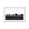 Picture of Cow Field  _GroupedProduct_Rectangle_Landscape_Photography _GroupedProduct_Rectangle_Landscape_Framed_Matted_