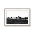 Picture of Cow Field  _GroupedProduct_Rectangle_Landscape_Photography _GroupedProduct_Rectangle_Landscape_Framed_Matted_