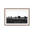 Picture of Cow Field  _GroupedProduct_Rectangle_Landscape_Photography _GroupedProduct_Rectangle_Landscape_Framed_Matted_