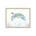 Picture of Sea Turtle II  _GroupedProduct_Rectangle_Landscape_Framed_Matted_
