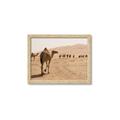 Picture of Camel Walk _GroupedProduct_Rectangle_Landscape_Photography _GroupedProduct_Rectangle_Landscape_Framed_Matted_