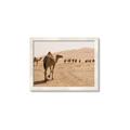 Picture of Camel Walk _GroupedProduct_Rectangle_Landscape_Photography _GroupedProduct_Rectangle_Landscape_Framed_Matted_