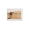 Picture of Camel Walk _GroupedProduct_Rectangle_Landscape_Photography _GroupedProduct_Rectangle_Landscape_Framed_Matted_