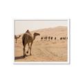 Picture of Camel Walk _GroupedProduct_Rectangle_Landscape_Photography _GroupedProduct_Rectangle_Landscape_Framed_Matted_
