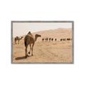 Picture of Camel Walk _GroupedProduct_Rectangle_Landscape_Photography _GroupedProduct_Rectangle_Landscape_Framed_Matted_