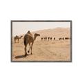 Picture of Camel Walk _GroupedProduct_Rectangle_Landscape_Photography _GroupedProduct_Rectangle_Landscape_Framed_Matted_