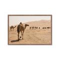 Picture of Camel Walk _GroupedProduct_Rectangle_Landscape_Photography _GroupedProduct_Rectangle_Landscape_Framed_Matted_