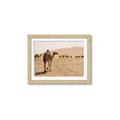 Picture of Camel Walk _GroupedProduct_Rectangle_Landscape_Photography _GroupedProduct_Rectangle_Landscape_Framed_Matted_