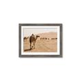 Picture of Camel Walk _GroupedProduct_Rectangle_Landscape_Photography _GroupedProduct_Rectangle_Landscape_Framed_Matted_