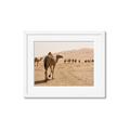 Picture of Camel Walk _GroupedProduct_Rectangle_Landscape_Photography _GroupedProduct_Rectangle_Landscape_Framed_Matted_