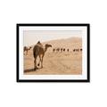 Picture of Camel Walk _GroupedProduct_Rectangle_Landscape_Photography _GroupedProduct_Rectangle_Landscape_Framed_Matted_