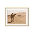 Picture of Camel Walk _GroupedProduct_Rectangle_Landscape_Photography _GroupedProduct_Rectangle_Landscape_Framed_Matted_