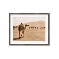 Picture of Camel Walk _GroupedProduct_Rectangle_Landscape_Photography _GroupedProduct_Rectangle_Landscape_Framed_Matted_