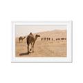 Picture of Camel Walk _GroupedProduct_Rectangle_Landscape_Photography _GroupedProduct_Rectangle_Landscape_Framed_Matted_