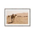 Picture of Camel Walk _GroupedProduct_Rectangle_Landscape_Photography _GroupedProduct_Rectangle_Landscape_Framed_Matted_