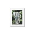 Picture of Elephant In The Forest _GroupedProduct_Rectangle_Portrait_Framed_Matted_