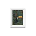 Picture of Long Beak I _GroupedProduct_Rectangle_Portrait_Framed_Matted_
