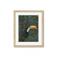 Picture of Long Beak I _GroupedProduct_Rectangle_Portrait_Framed_Matted_