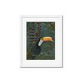 Picture of Long Beak I _GroupedProduct_Rectangle_Portrait_Framed_Matted_